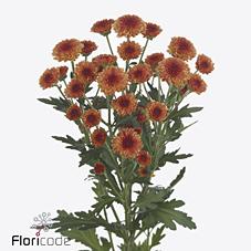 Срезанные цветы оптом Chrys sa madiba orange tyolo от 75шт из Голландии с доставкой по России Срезанные цветы оптом Chrys sa madiba orange tyolo от 75шт из Голландии с доставкой по России