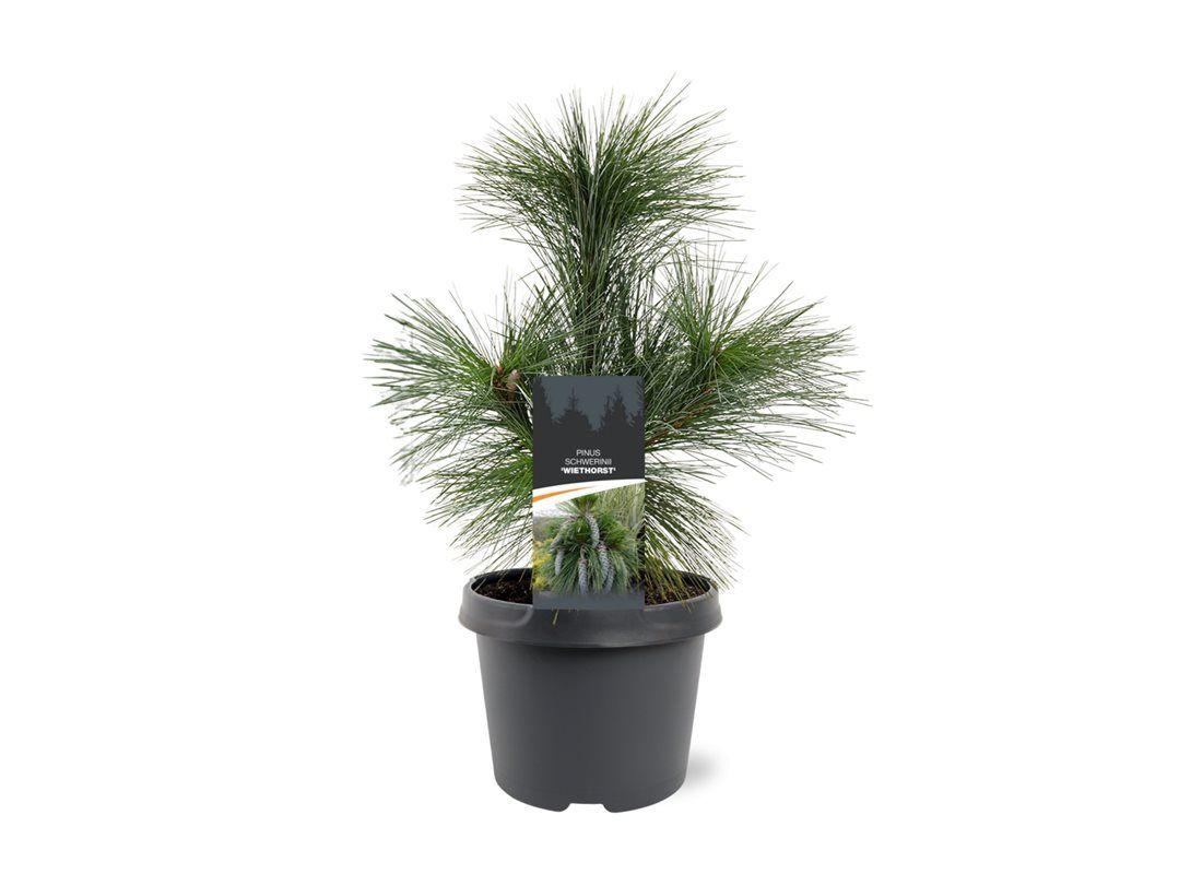 Горшечные цветы и растения оптом Pinus Schwerinii Wiethorst от 1шт из Голландии с доставкой по России