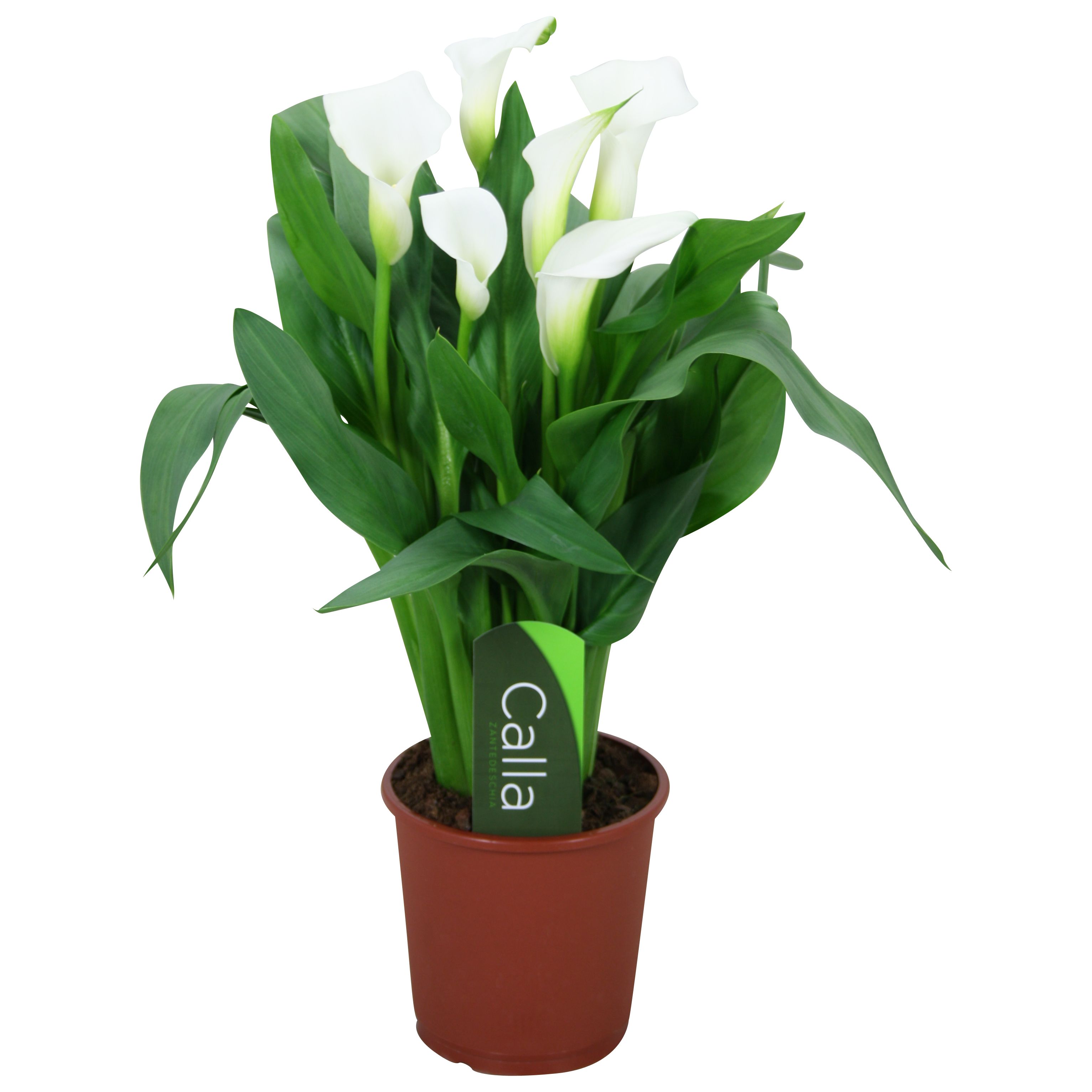 Горшечные цветы и растения оптом Zantedeschia Fresco White 4+ от 8шт из Голландии с доставкой по России