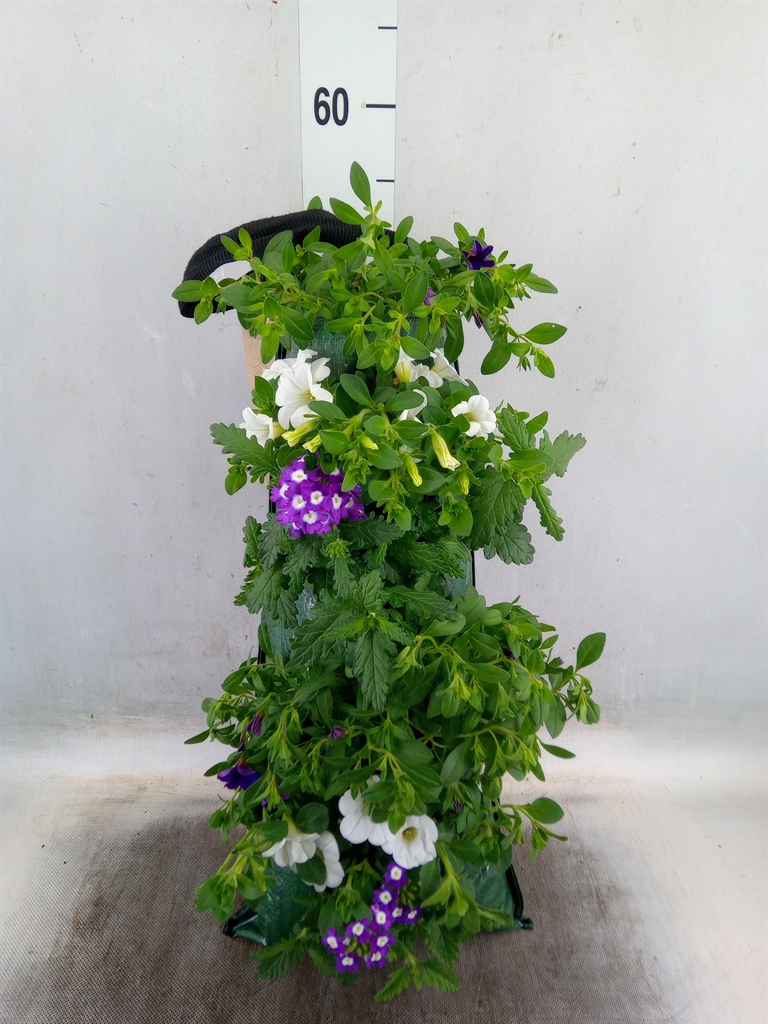 Горшечные цветы и растения оптом Sutera   ... от 1шт из Голландии с доставкой по России