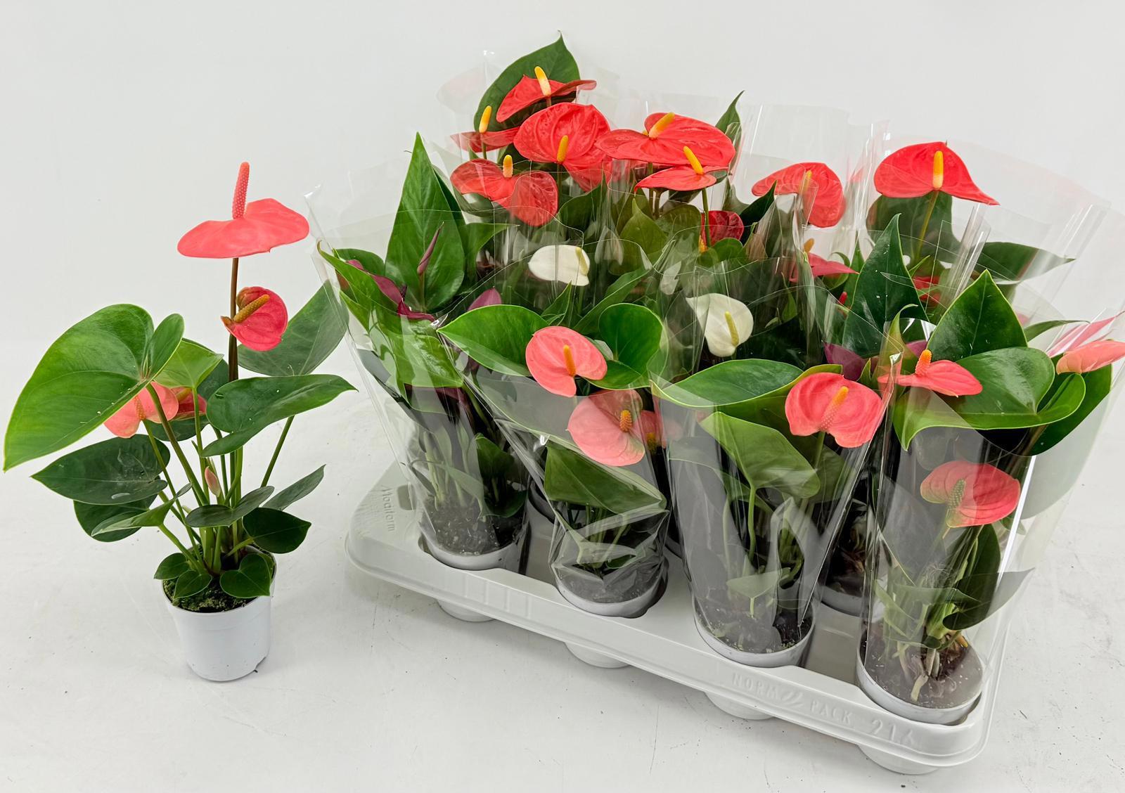 Горшечные цветы и растения оптом Anthu An Gem 3 Kl от 16шт (для телеги) из Голландии с доставкой по России Горшечные цветы и растения оптом Anthu An Gem 3 Kl от 16шт (для телеги) из Голландии с доставкой по России