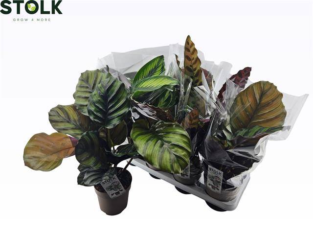 Горшечные цветы и растения оптом Calat Gem 4 Srt от 8шт из Голландии с доставкой по России