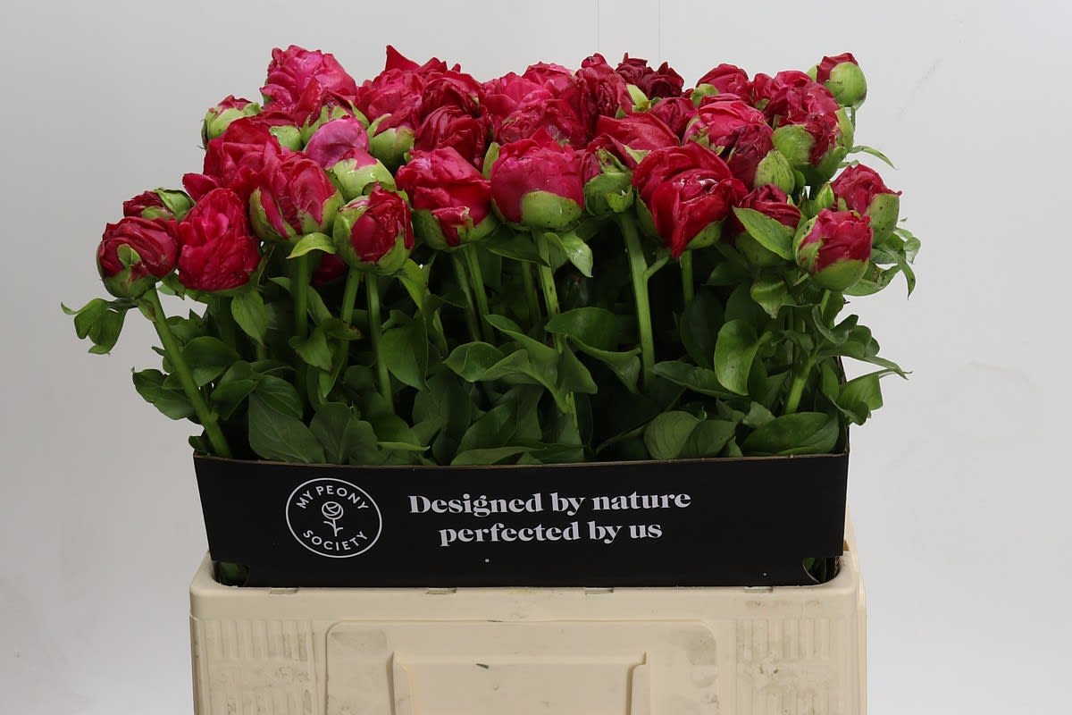 Срезанные цветы оптом Paeonia paula fay от 60шт из Голландии с доставкой по России