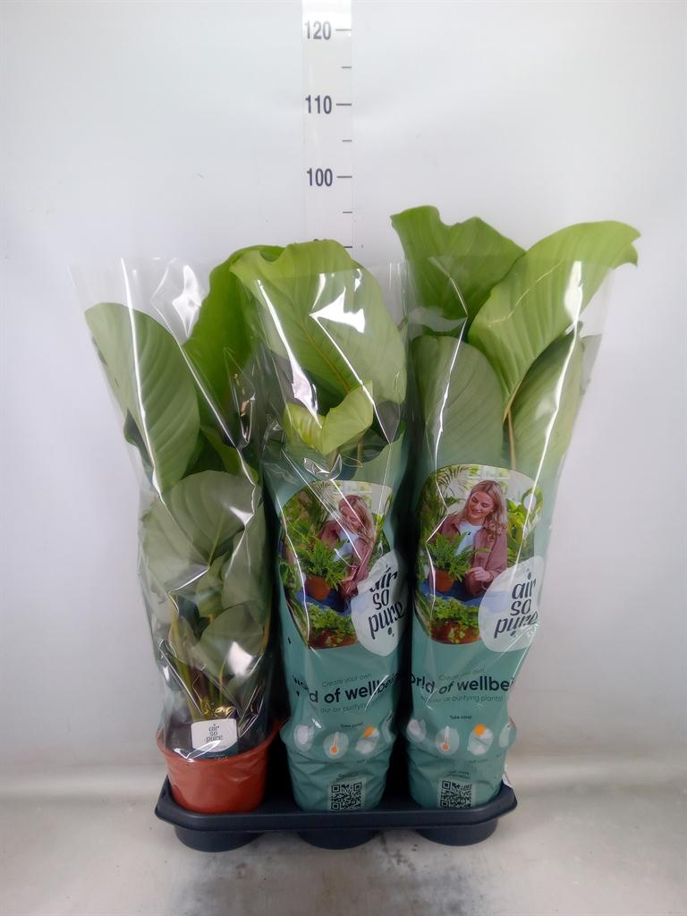 Горшечные цветы и растения оптом Calathea Orbifolia от 3шт из Голландии с доставкой по России