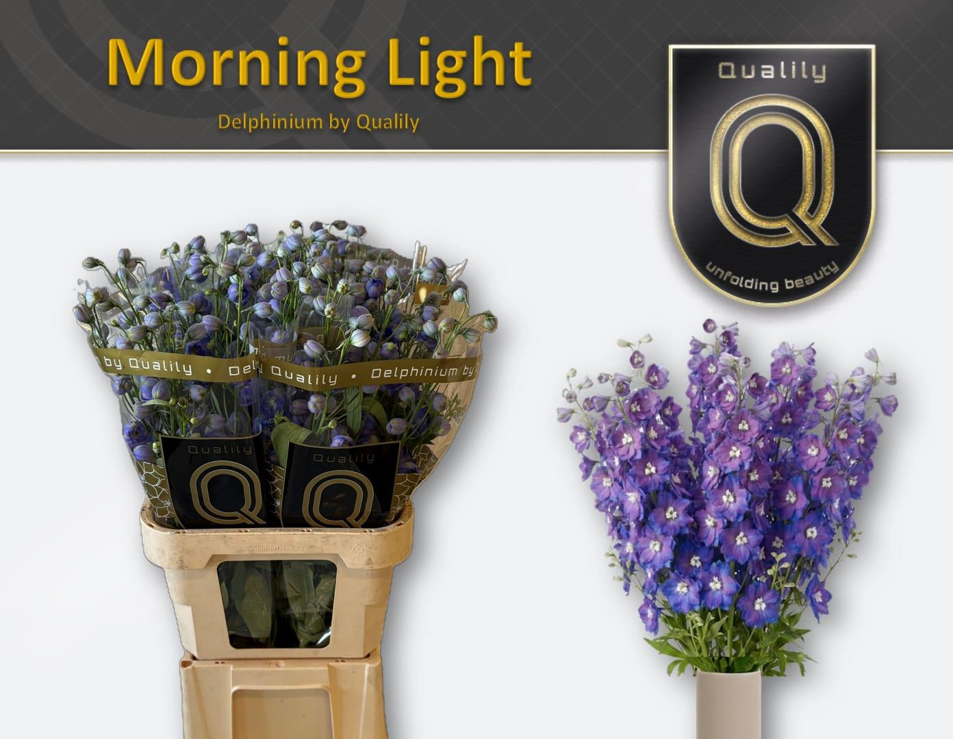 Срезанные цветы оптом Delphinium el du delphis morninglight от 30шт из Голландии с доставкой по России