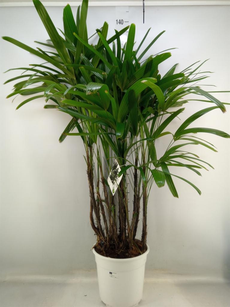 Горшечные цветы и растения оптом Rhapis Excelsa от 1шт из Голландии с доставкой по России