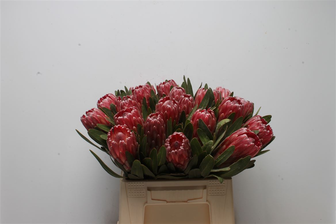 Срезанные цветы оптом Protea lancelot от 20шт из Голландии с доставкой по России