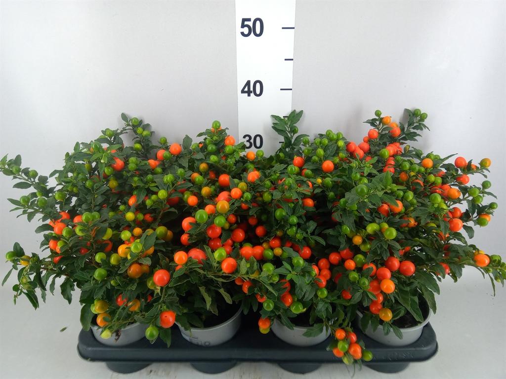 Горшечные цветы и растения оптом Solanum Pseudocapsicum bartoli от 8шт из Голландии с доставкой по России