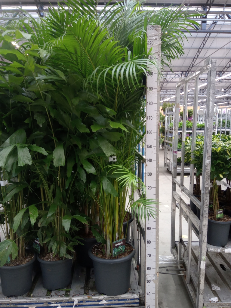 Горшечные цветы и растения оптом Dypsis Lutescens   ...chrysalidoca от 1шт из Голландии с доставкой по России