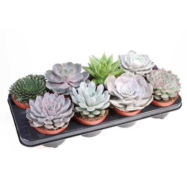 Горшечные цветы и растения оптом Echeveria Mix Extra от 8шт из Голландии с доставкой по России