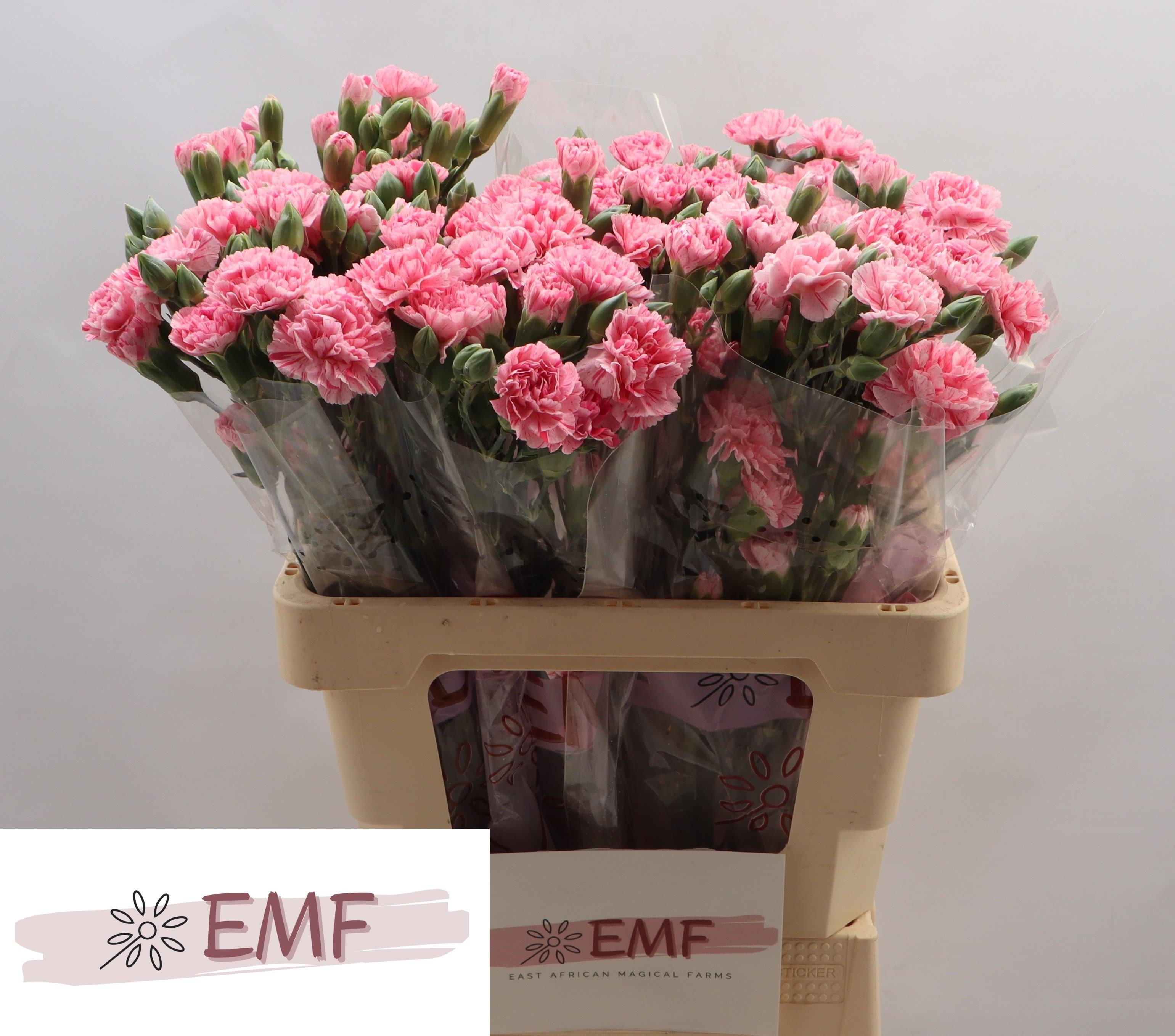 Срезанные цветы оптом Dianthus sp rosadita от 60шт из Голландии с доставкой по России