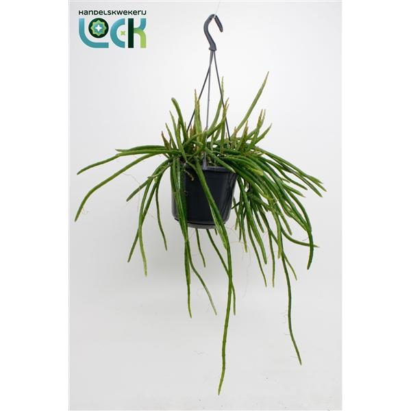 Горшечные цветы и растения оптом Selenisereus Werkleii от 7шт из Голландии с доставкой по России