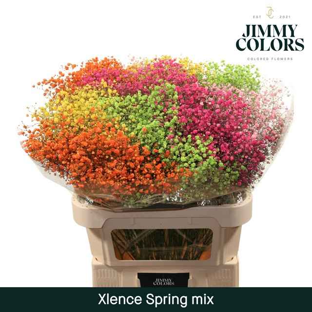 Срезанные цветы оптом Gyps large paint mix spring от 25шт из Голландии с доставкой по России