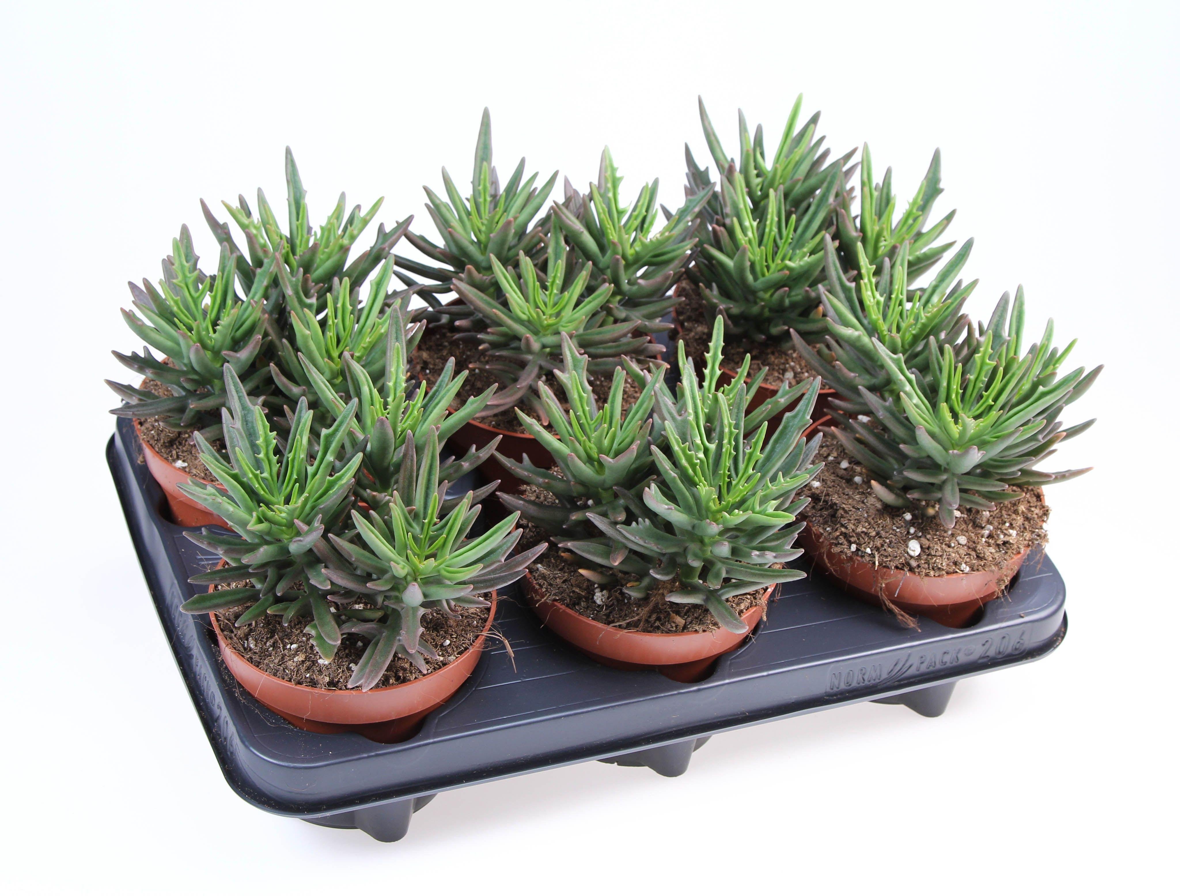 Горшечные цветы и растения оптом Kalanchoe Spider от 6шт из Голландии с доставкой по России