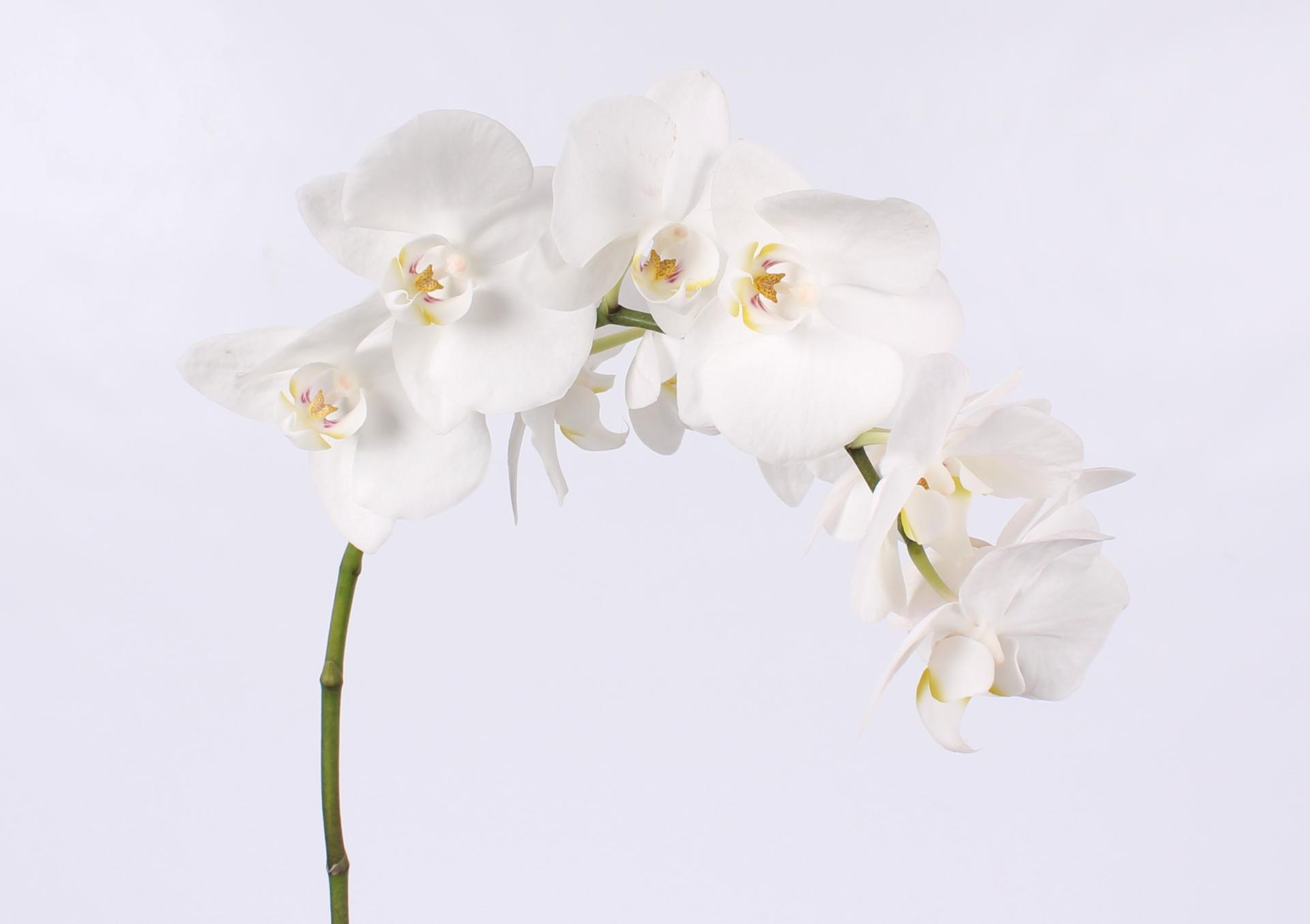 Срезанные цветы оптом Phalaenopsis paisley (per stem) от 10шт из Голландии с доставкой по России