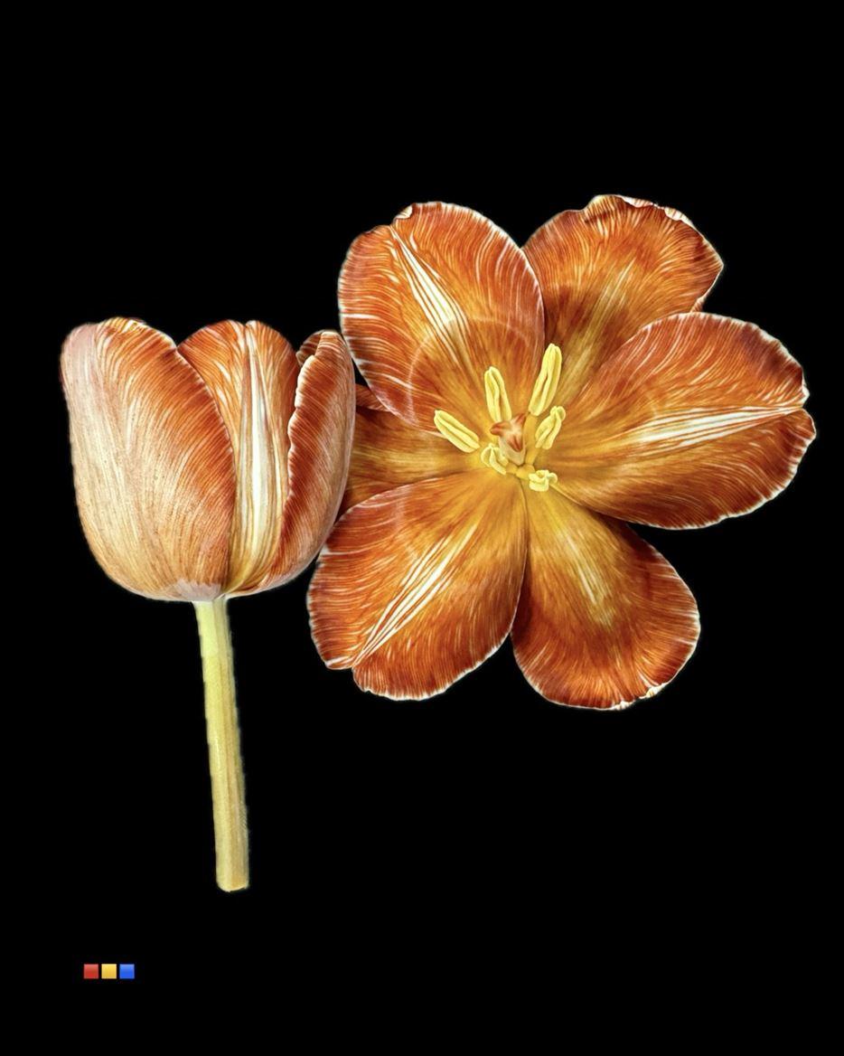 Срезанные цветы оптом Tulipa si paint latte от 50шт из Голландии с доставкой по России