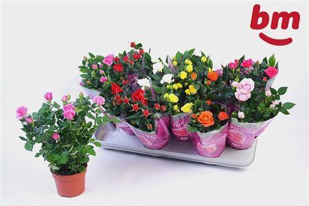 Горшечные цветы и растения оптом Rosa Beau Monde Mix от 12шт из Голландии с доставкой по России