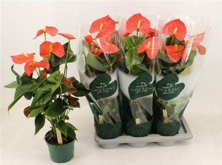 Горшечные цветы и растения оптом Anthu An Florida 7+ от 6шт из Голландии с доставкой по России