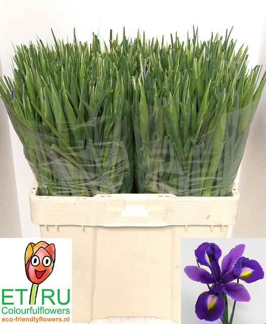 Срезанные цветы оптом Iris blue magic от 200шт из Голландии с доставкой по России