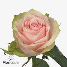 Срезанные цветы оптом Rosa la pink athena от 80шт из Голландии с доставкой по России