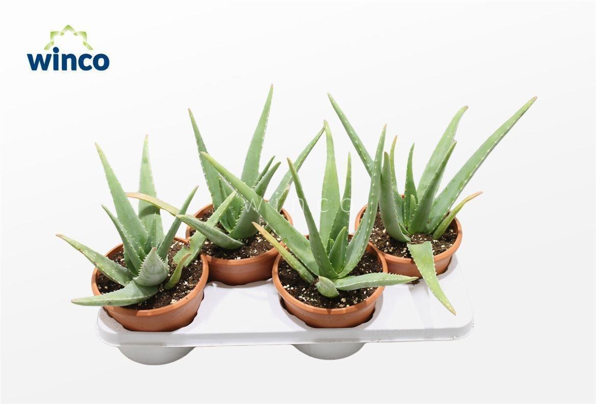 Горшечные цветы и растения оптом Aloe Vera от 6шт из Голландии с доставкой по России