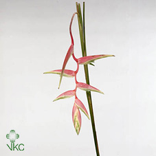 Срезанные цветы оптом Heliconia sexy pink от 8шт из Голландии с доставкой по России