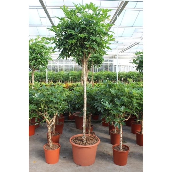 Горшечные цветы и растения оптом Schefflera Compacta On Stem от 1шт из Голландии с доставкой по России