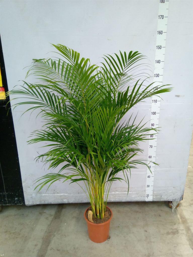 Горшечные цветы и растения оптом Dypsis Lutescens   ...chrysalidoca от 1шт' из Голландии с доставкой по России