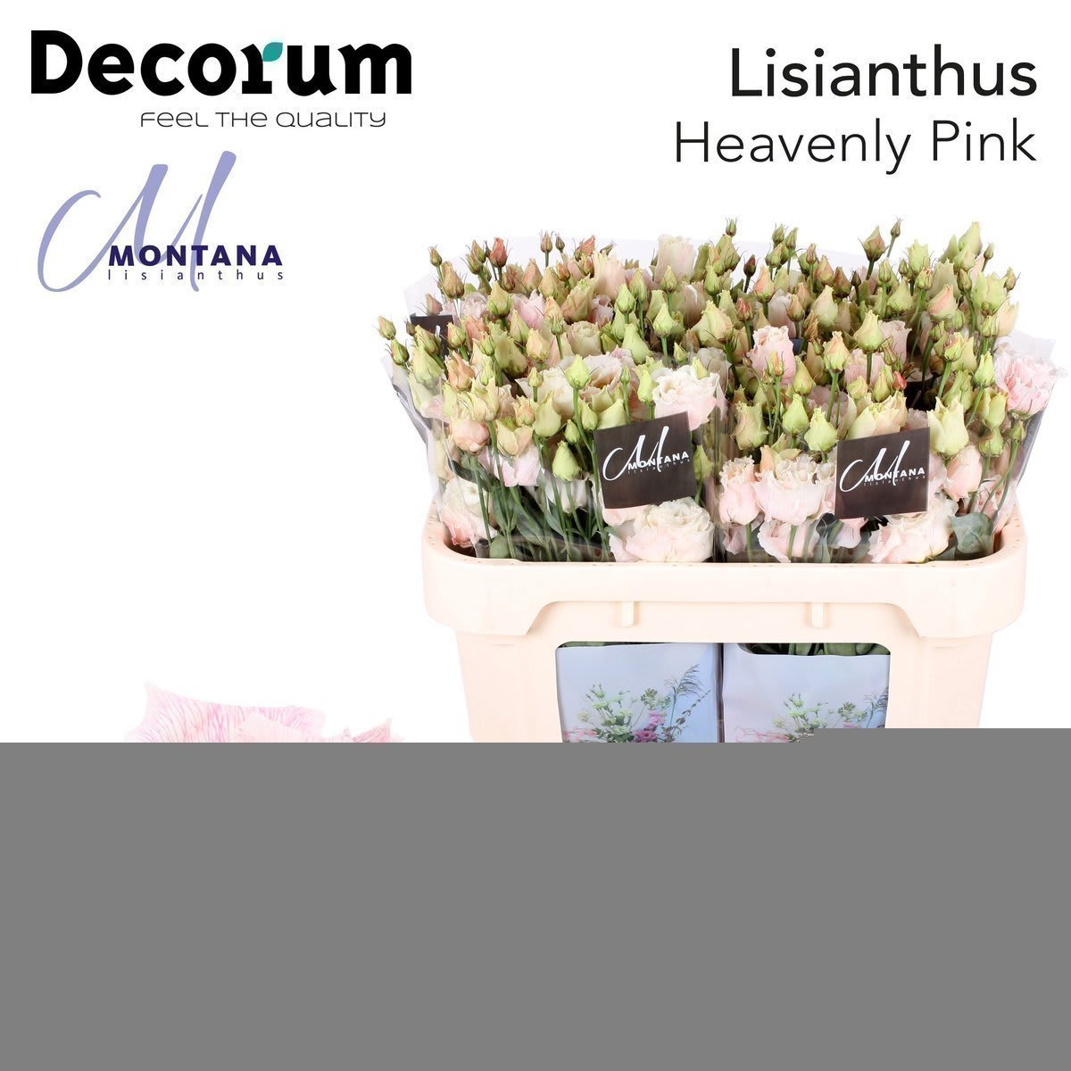 Срезанные цветы оптом Lisianthus si piccolo hot pink от 40шт из Голландии с доставкой по России