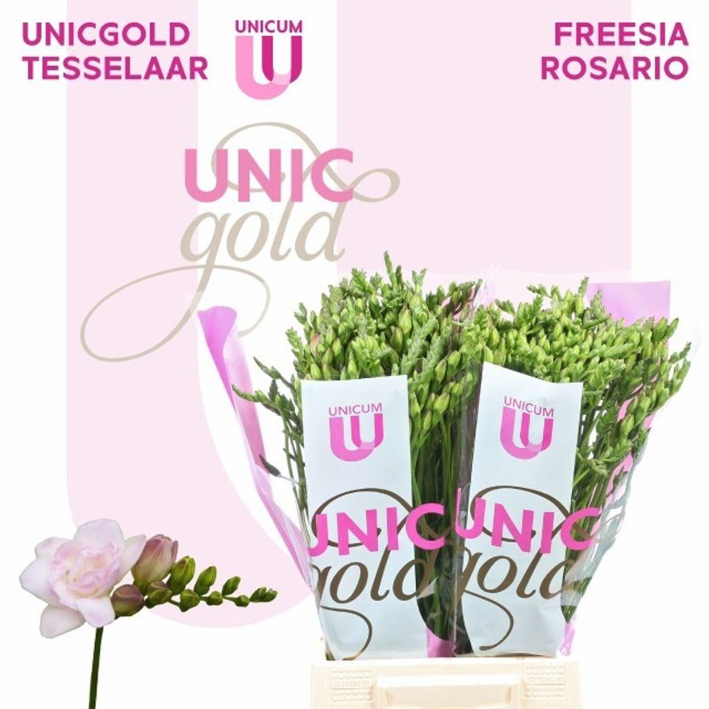 Срезанные цветы оптом Freesia do rosario от 100шт из Голландии с доставкой по России