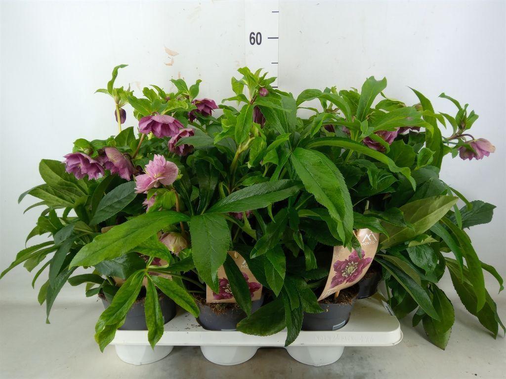 Горшечные цветы и растения оптом Helleborus Ori. от 6шт из Голландии с доставкой по России