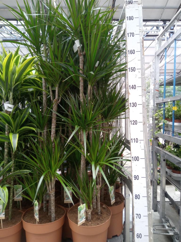 Горшечные цветы и растения оптом Dracaena Marg. от 1шт из Голландии с доставкой по России
