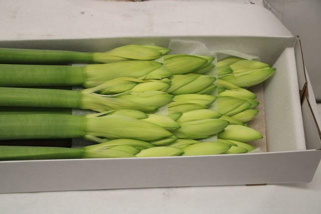 Срезанные цветы оптом Hippeastrum white от 10шт из Голландии с доставкой по России