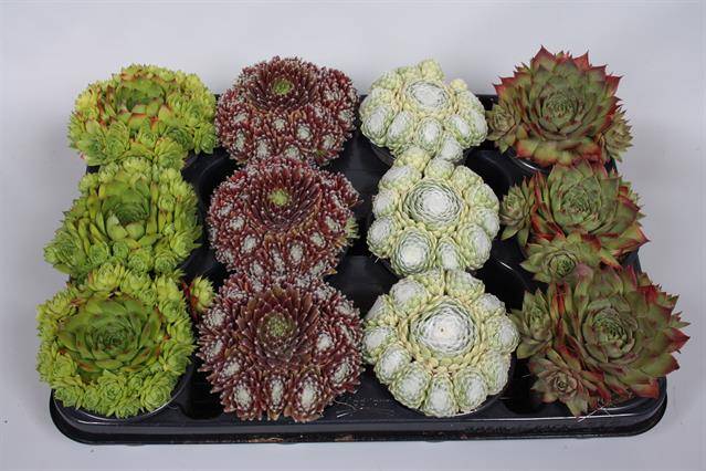 Горшечные цветы и растения оптом Sempervivum Mix от 12шт из Голландии с доставкой по России