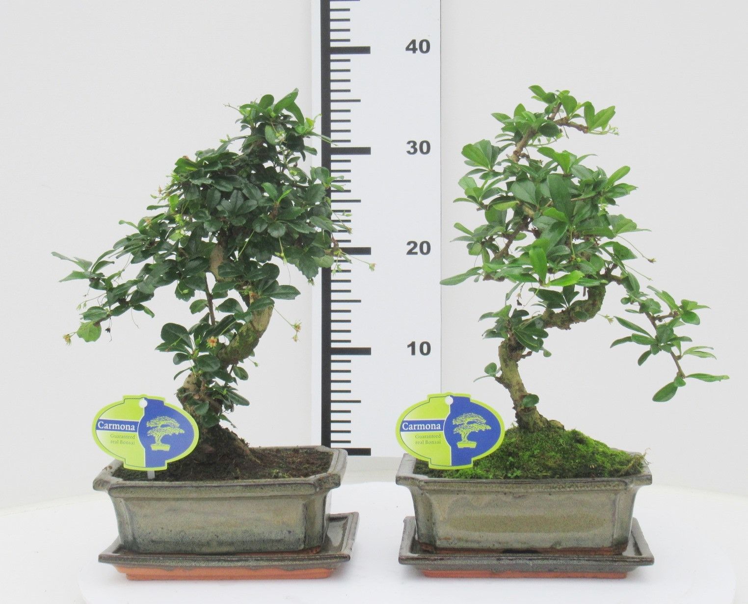 Горшечные цветы и растения оптом Bonsai Carmona Macrophylla, With Drip от 6шт из Голландии с доставкой по России