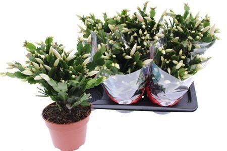Горшечные цветы и растения оптом Schlumb Ov 60 Bloemen+ P17. от 6шт из Голландии с доставкой по России