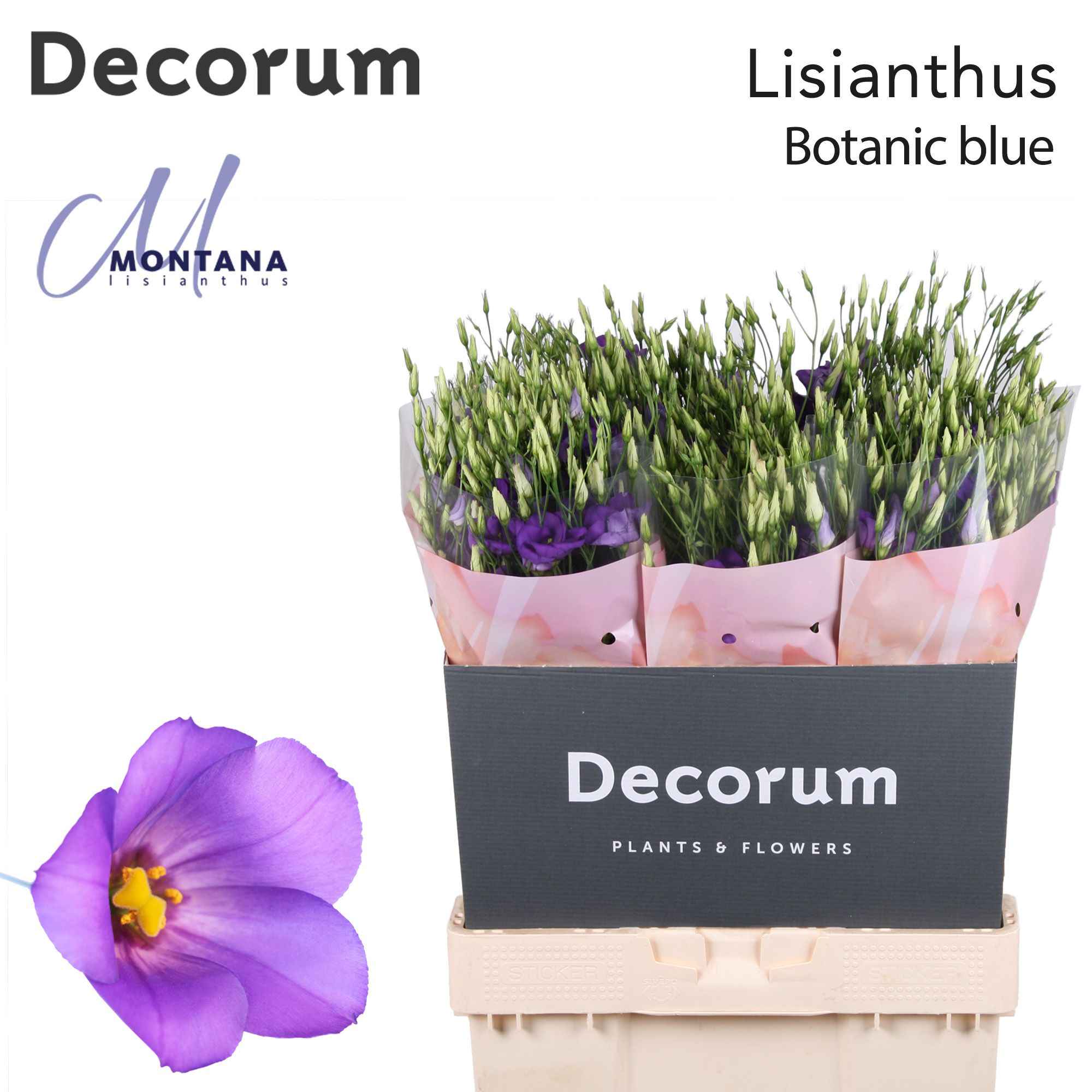 Срезанные цветы оптом Lisianthus si botanic blue от 60шт из Голландии с доставкой по России