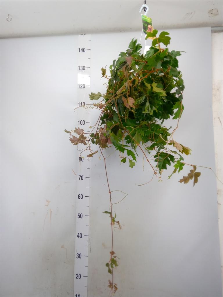 Горшечные цветы и растения оптом Cissus Ellen Danica Hangpot от 1шт из Голландии с доставкой по России