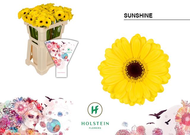 Срезанные цветы оптом Germini sunshine от 80шт из Голландии с доставкой по России