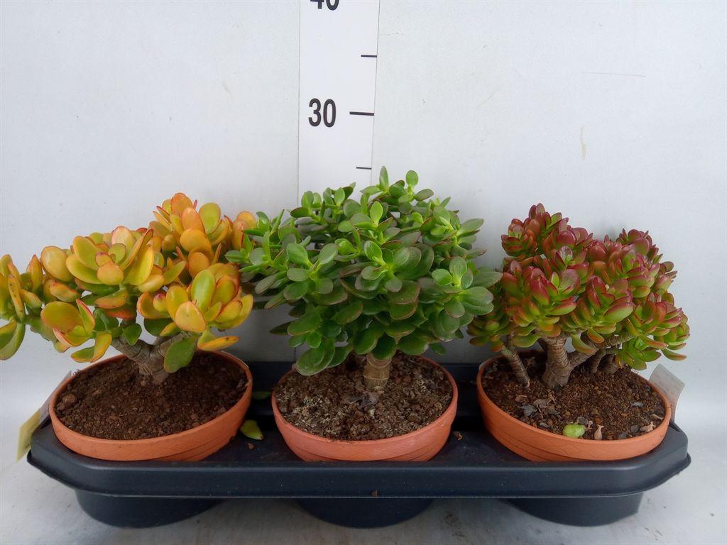 Горшечные цветы и растения оптом Crassula   ... от 3шт из Голландии с доставкой по России