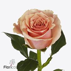 Срезанные цветы оптом Rosa large verona от 50шт из Голландии с доставкой по России