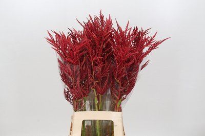 Срезанные цветы оптом Bromelia flower red paloma от 30шт из Голландии с доставкой по России