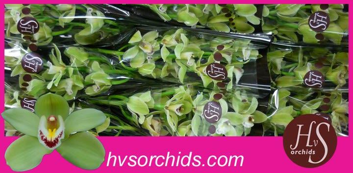 Срезанные цветы оптом Cymbidium green piedmont от 10шт из Голландии с доставкой по России