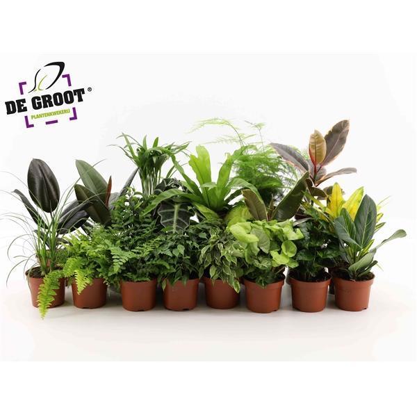 Горшечные цветы и растения оптом Plant Surprise Mix от 10шт из Голландии с доставкой по России