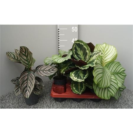 Горшечные цветы и растения оптом Calathea Mix 3srt от 6шт из Голландии с доставкой по России