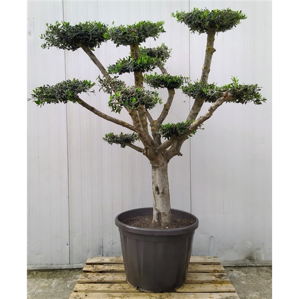 Горшечные цветы и растения оптом Olea Europaea Bonsai Etage 65 Cm от 1шт из Голландии с доставкой по России