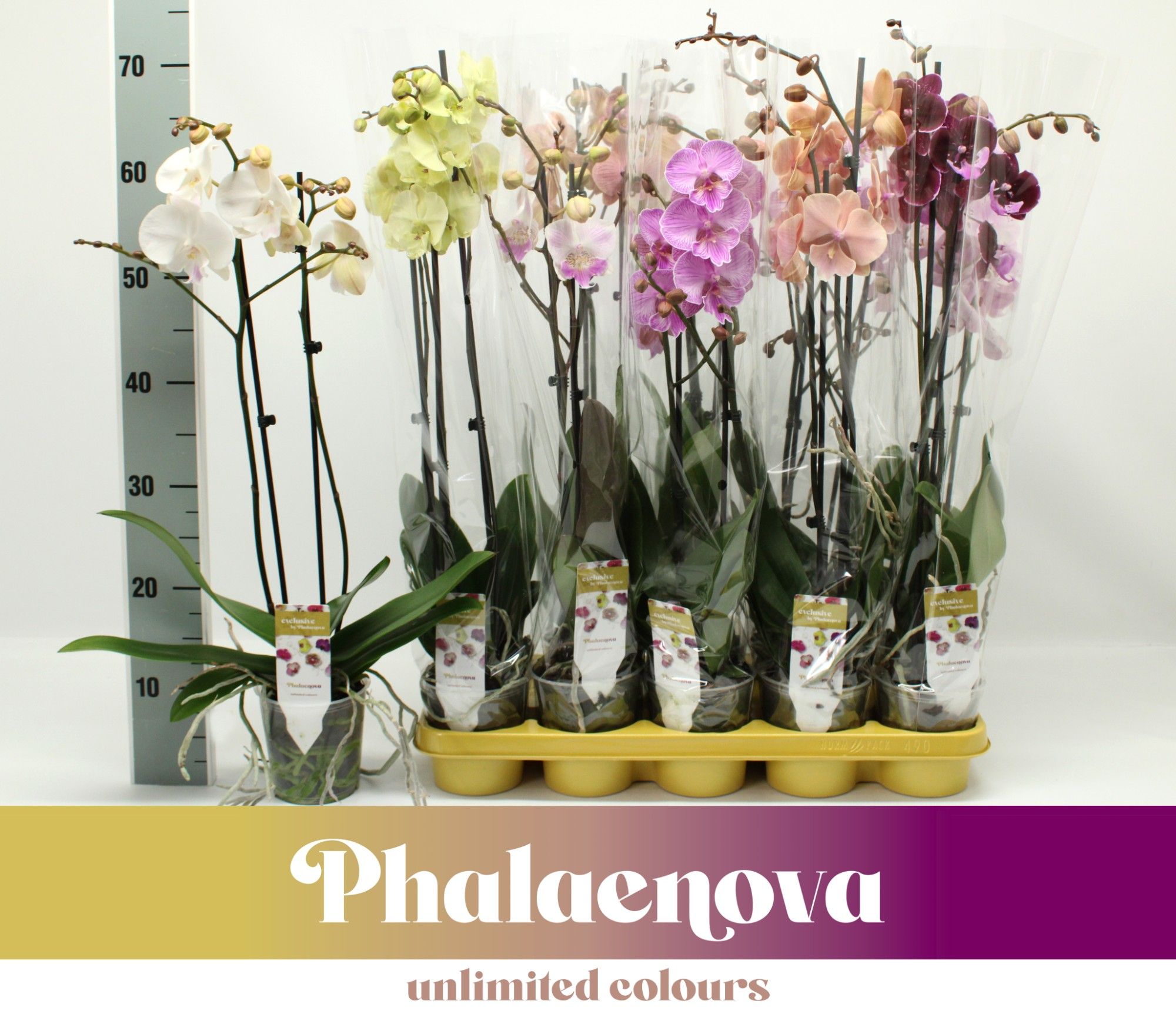 Горшечные цветы и растения оптом Phal 2st Big Lip Mix 16+ (phalaenova) от 10шт из Голландии с доставкой по России