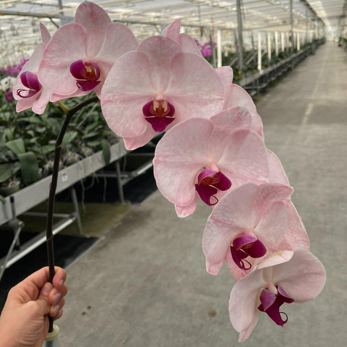 Срезанные цветы оптом Phalaenopsis paint red pink от 10шт из Голландии с доставкой по России
