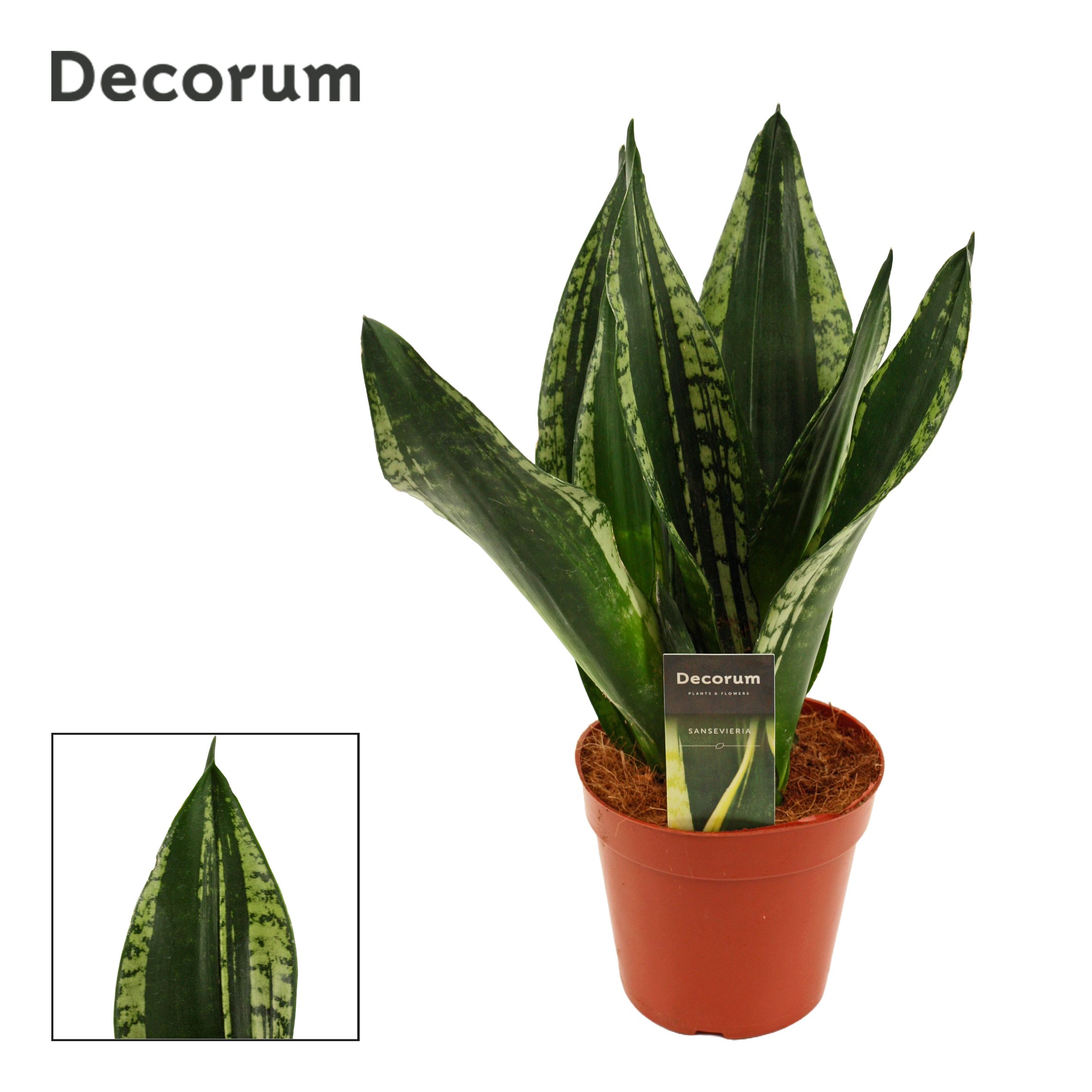 Горшечные цветы и растения оптом Sansevieria Silver Flame (dec) от 7шт из Голландии с доставкой по России