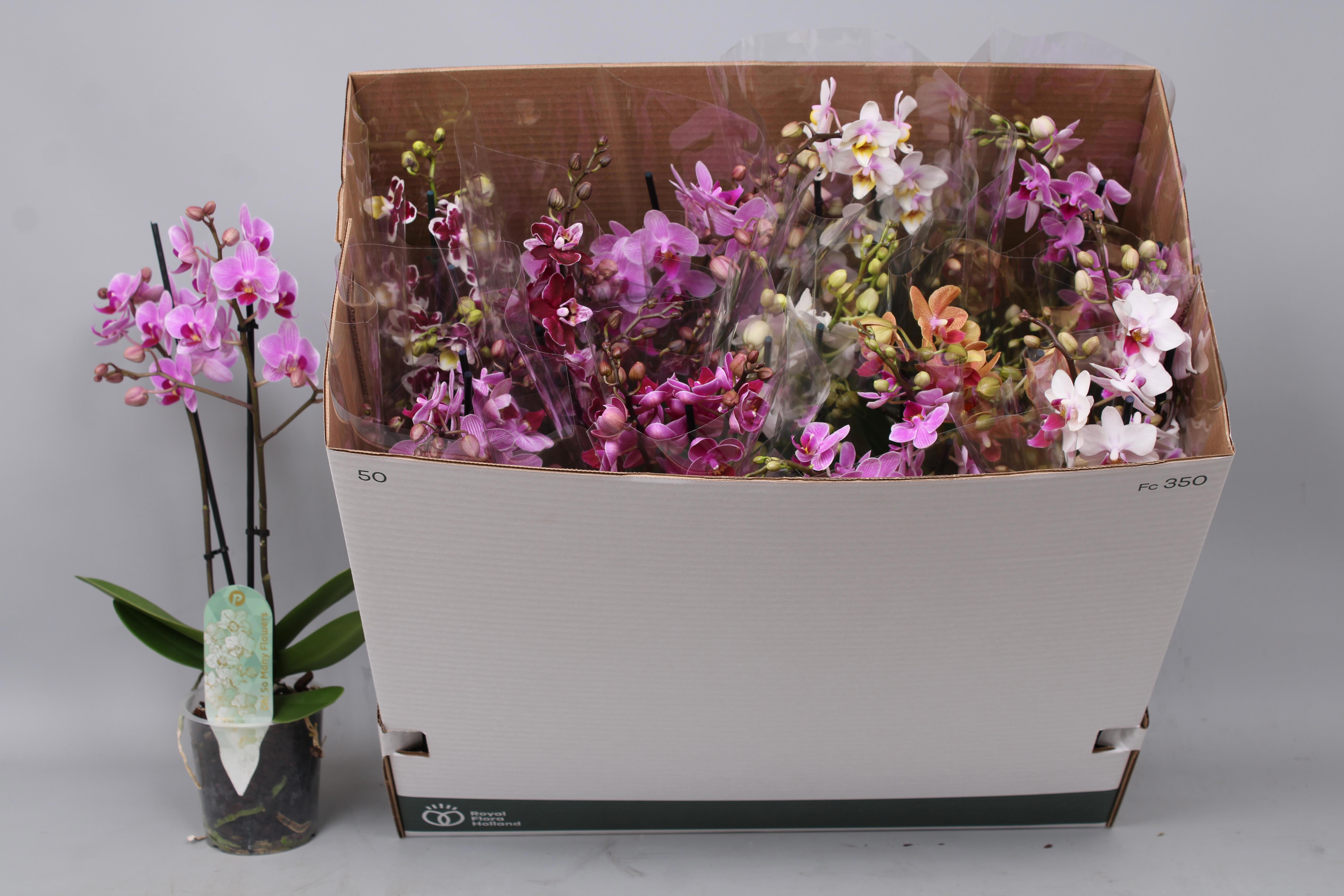 Горшечные цветы и растения оптом Phal Mf Gem 8 Kl от 12шт из Голландии с доставкой по России